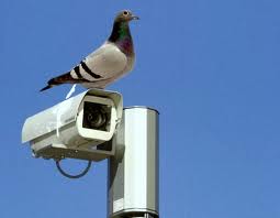 Red light cameras ruled unlawful